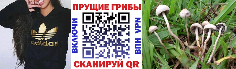 Галлюциногенные грибы прущие грибы  hydra маркетплейс  Кисловодск 