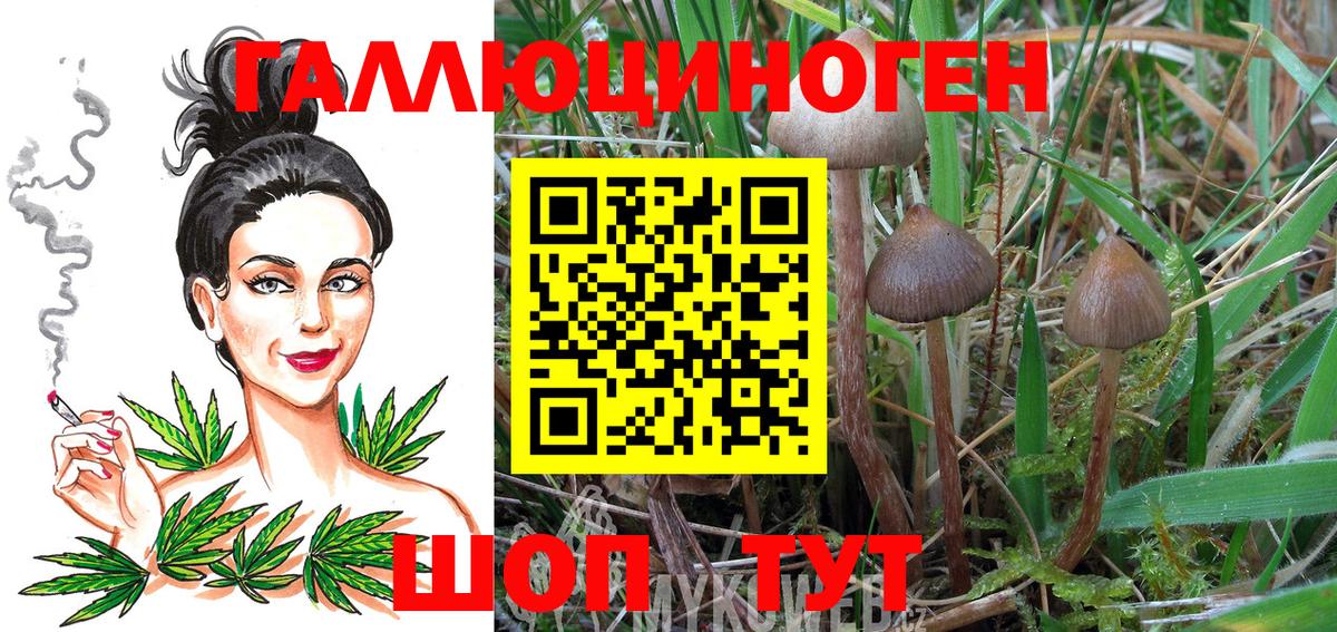 Кисловодск  Псилоцибиновые грибы Cubensis  Вход с VPN 
